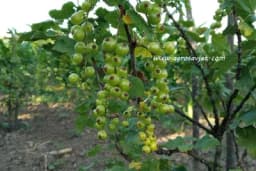 Početak novembra idealan je trenutak za sadnju bobičastog voća