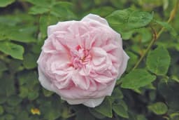 Nove vrste ruža otporne na bolesti