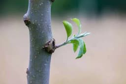 Vrijeme sadnje je uskoro, pazite na kvalitet sadnice