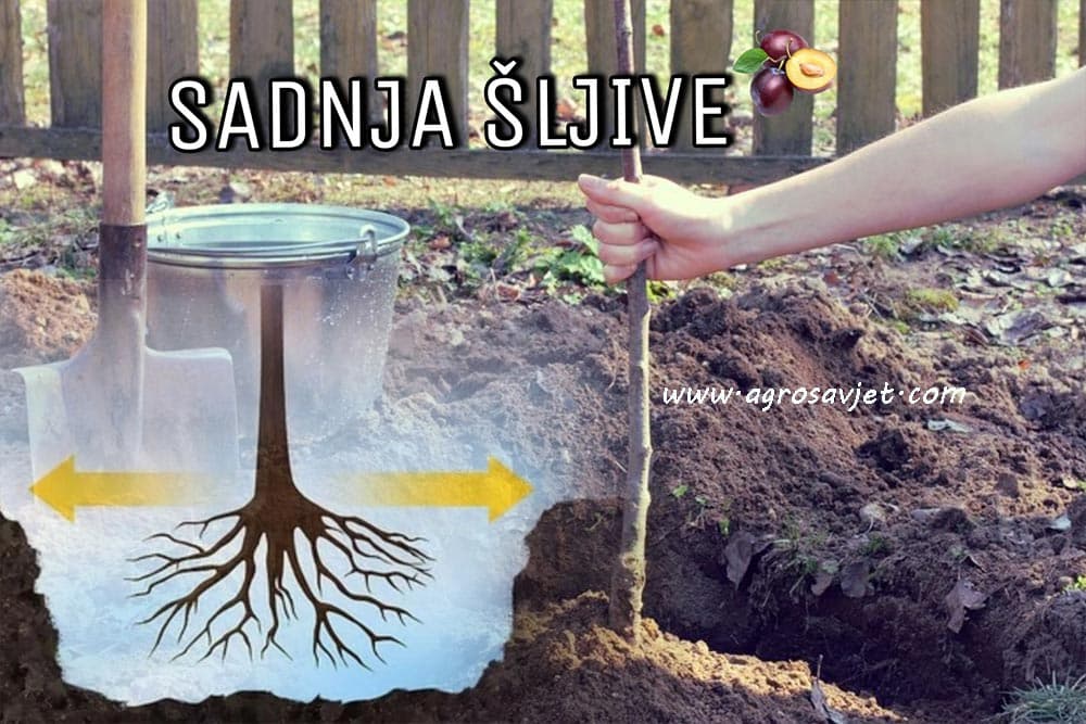 sadnja šljive