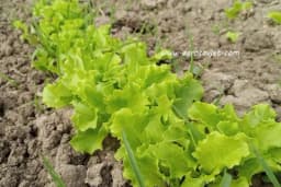 Kako uzgojiti zeleno lisnato povrće