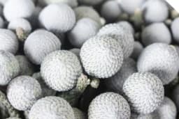 Biljka silver brunia: Srebrne kuglice savršena sezonska dekoracija doma