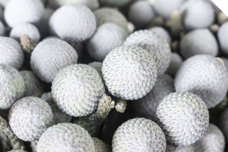 Biljka silver brunia: Srebrne kuglice savršena sezonska dekoracija doma