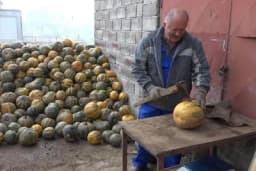 Sjemenke bundeve golice osvajaju tržište