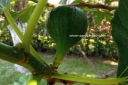 Smokve su bogate hranljivim sastojcima i imaju malo kalorija, s kojim lijekovima ih nikako ne treba kombinovati