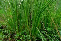 Znate li od kojih biljaka se pravi najbolji domaći sprej za spavanje?