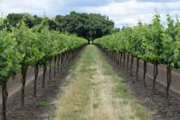 Kako postaviti žicu u mladom vinogradu?