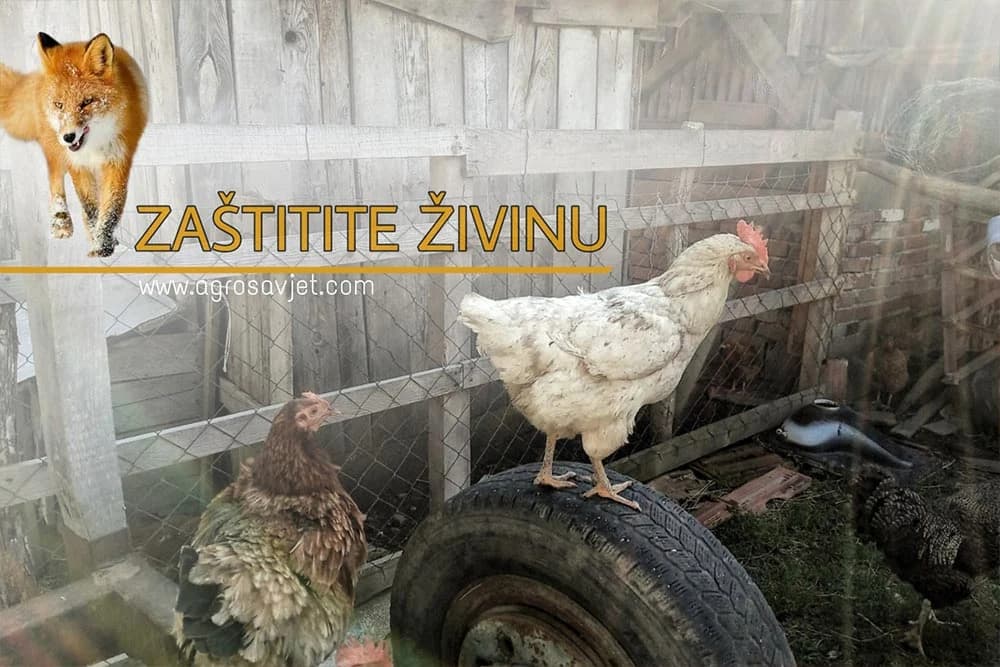 živina