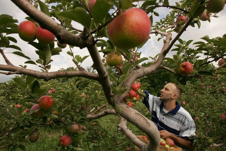 Dogodine nećemo imati šta da izvezemo