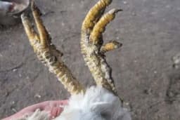 Šuga kod živine - Liječenje