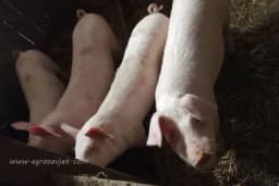 Praznični prasići postaju luksuz