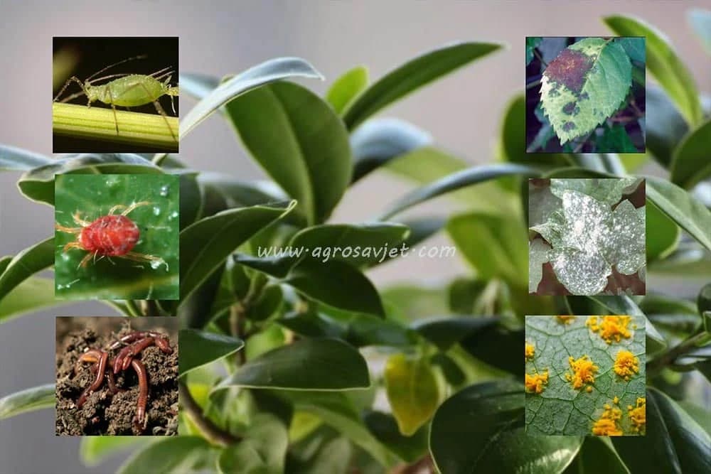 bolesti i štetočine cvijeća
