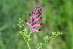 Dimnjača - Korov koji liječi i jača