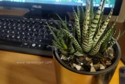 Palma uz krevet, kaktus uz kompjuter