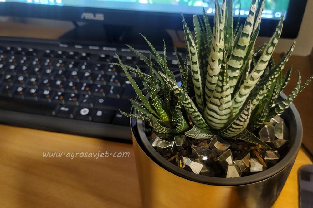 Palma uz krevet, kaktus uz kompjuter