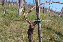 Savjeti stručnjaka: Optimalno vrijeme i tehnike za rezidbu vinove loze u trebinjskim vinogradima