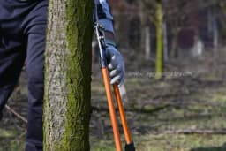 Korekcija rezidbe voćaka: Vrijeme je da ispravite greške