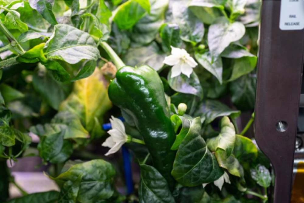 NASA u epizodi kosmička poljoprivreda: Uzgojili prve čili papričice u svemiru FOTO