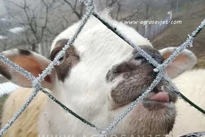 Priprema ovaca za zimu