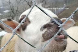 Priprema ovaca za zimu