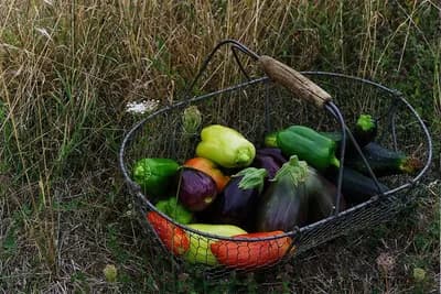 Radeći u baštu neće vam biti potrebna ni teretana, ni so­larijum, ni psihijatar