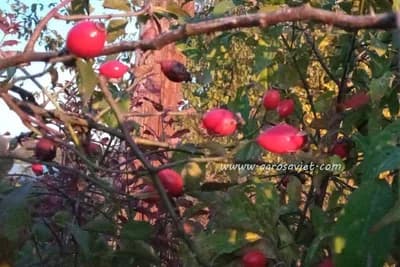 Vrijeme je za berbu šipka - Veliki je izvor vitamina, evo za šta se sve koristi