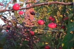 Vrijeme je za berbu šipka - Veliki je izvor vitamina, evo za šta se sve koristi