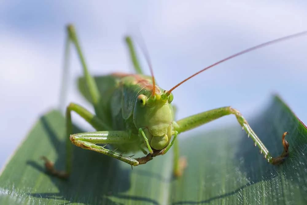 skakavac