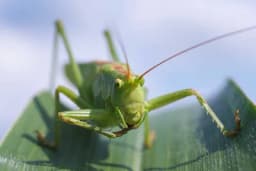 Kako se brzo riješiti skakavaca sa sredstvima koja imamo kod kuće