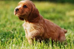 Sve što treba da znate o prvim danima sa štenetom u kući