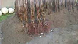 Šta su KNIP SADNICE i da li su dobar izbor za jesenju sadnju voća?