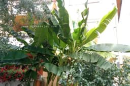 Vrijeme je za presađivanje - Evo kako da ZAŠTITITE BANANU od mraza