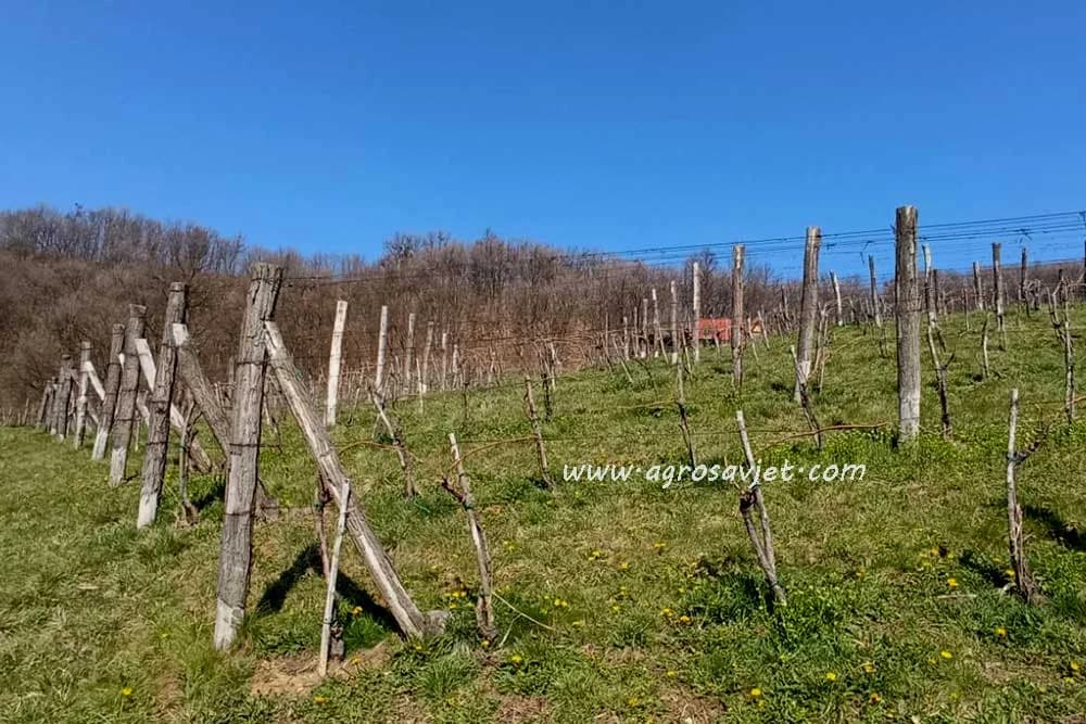 vinograd