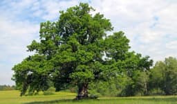 Lužnjak i fastigiata: Dvije vrste hrasta za velike i male vrtove