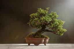 Bonsai drvo - Osnovni savjeti za početnike