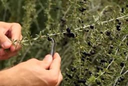 Dragocjen, tražen, profitabilan: Godži donosi ogromnu zaradu ali uzgajivača malo ima