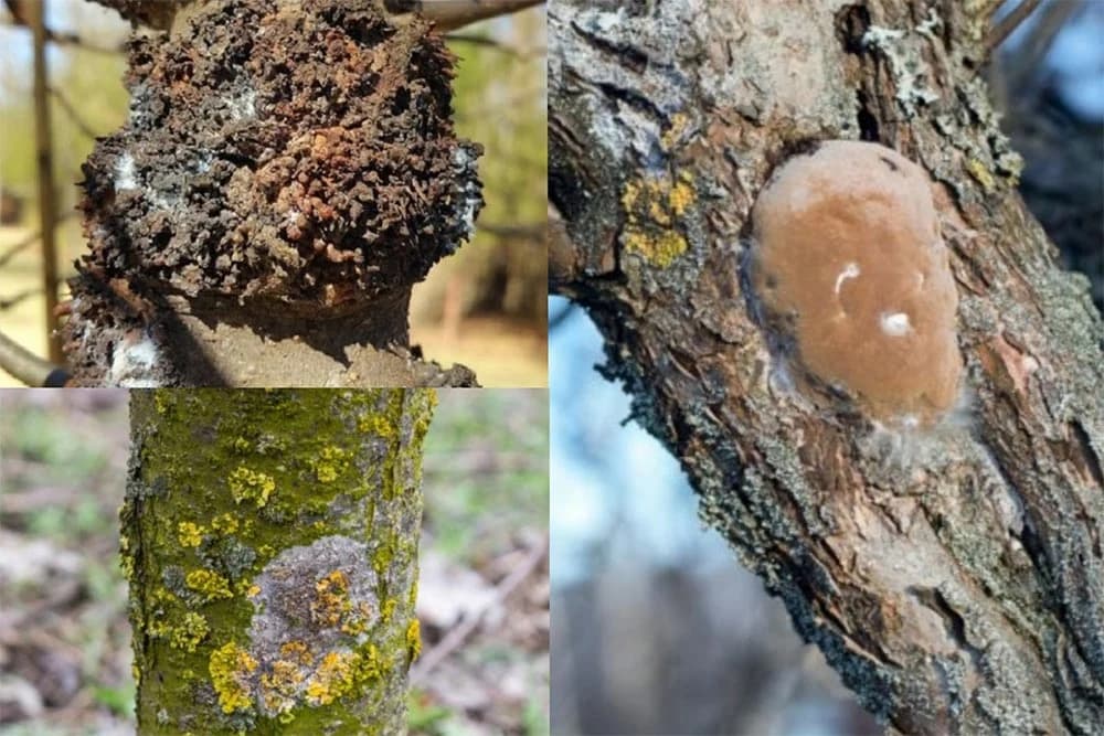 izrasline na stablu jabuke