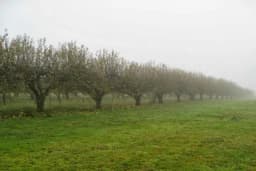 Zaštita jabuke od mraza