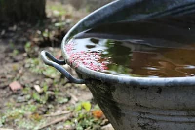 Zašto je kišnica tako dobra - Ovo su njene prednosti u domaćinstvu i bašti