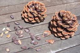 Da li znate šta su PINJOLI i kako nam mogu pomoći?