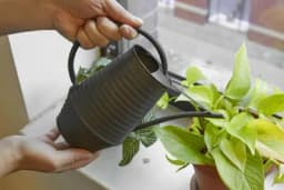 Šta možete, a šta ne smijete koristiti za zalivanje biljaka