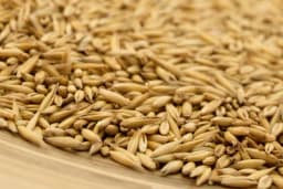 Zob - Žitarica visokovrijednih materija