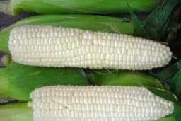 U Ukrajini uzgojena nova sorta bijelog kukuruza šećerca