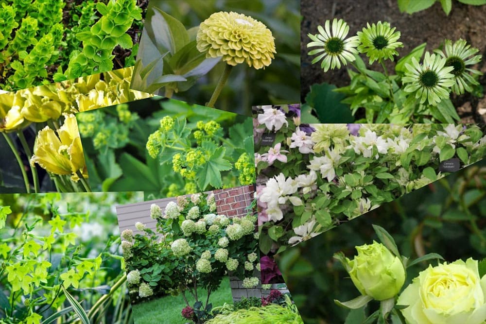 biljke sa zelenim cvjetovima