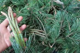 BOROVE IGLICE POPRAVLJAJU ZEMLJIŠTE