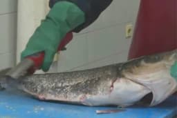 Kako jednostavno očistiti ribu? /VIDEO/