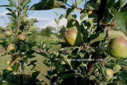 IZBOR VOĆAKA ZA AMATERSKE ZASADE : Prednost otpornim sortama kojima hemija nije potrebna