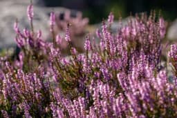 Erika, prelijepa i otporna biljka cvjeta i tokom zime