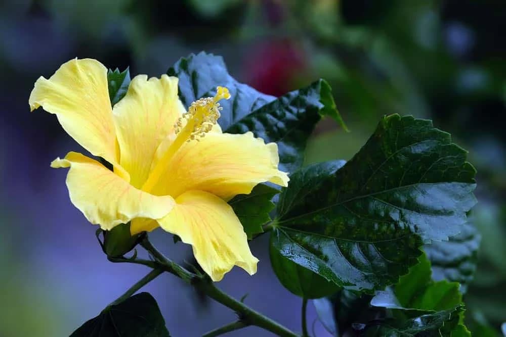 hibiskus