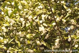 Ljekovita, a malo se koristi - "Imela s kruške je najbolja"